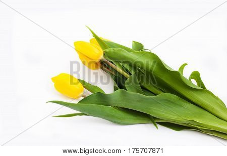 Yellow tulips (Tulipa fosteriana) on a white background. Bouquet. The symbol of spring.