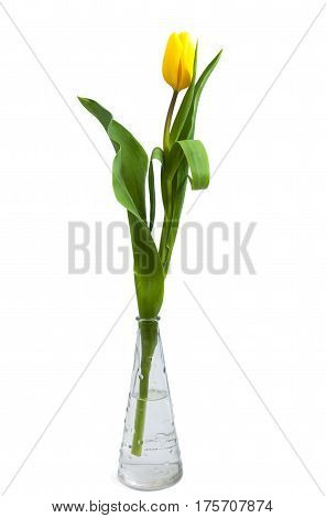 Yellow tulip (Tulipa fosteriana) in a vase. Spring flower. The symbol of spring.