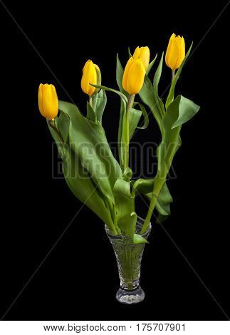 Bouquet of tulips (Tulipa fosteriana) on a dark background. Bouquet in a crystal vase. The symbol of spring.