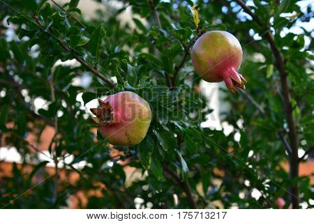 two red green persimmons on tree against green leaves