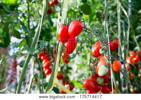 Tomatoes in the garden,Vegetable garden with plants of red tomatoes. Ripe tomatoes on a vine, growing on a garden. Red tomatoes growing on a branch.