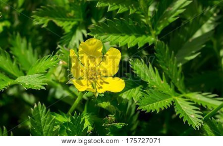Silverweed, Potentilla anserina leaf and yellow flower.