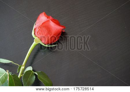 Big red roses suitable as an abstract background suitable as a frame or text