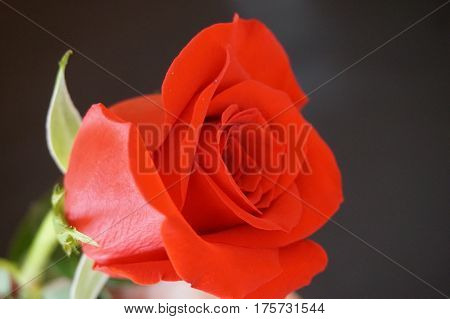 Big red roses suitable as an abstract background suitable as a frame or text