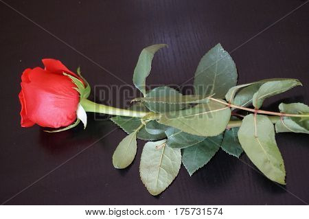 Big red roses suitable as an abstract background suitable as a frame or text