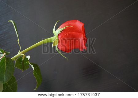 Big red roses suitable as an abstract background suitable as a frame or text