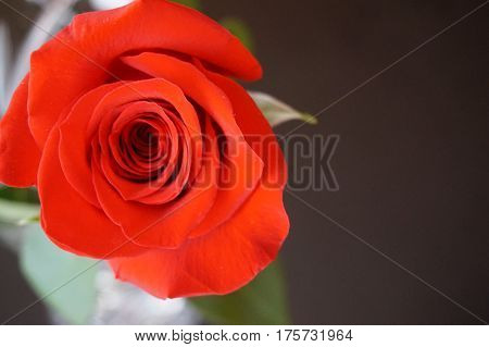 Big red roses suitable as an abstract background suitable as a frame or text