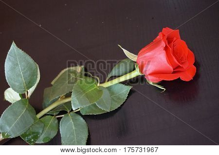 Big red roses suitable as an abstract background suitable as a frame or text