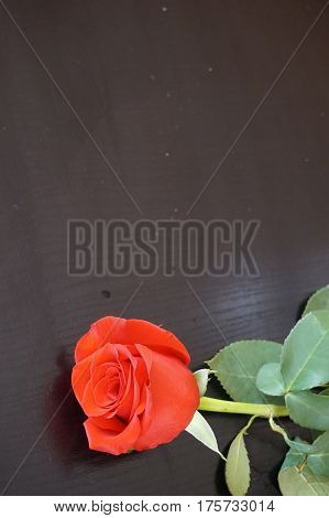 Big red roses suitable as an abstract background suitable as a frame or text
