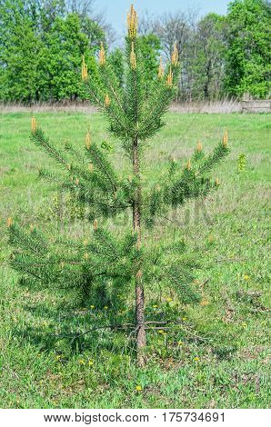 A small pine tree growing in a grassy meadow on the edge of an older foliar forest spring