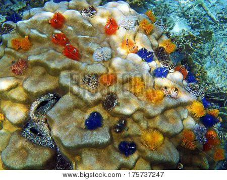 Christmas Tree Worms, Spirobranchus Giganteus