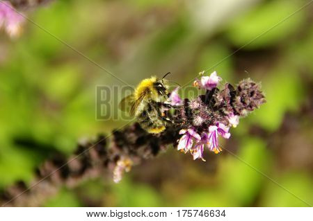 Working bee on a flower green background