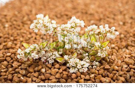 the buckwheat flower photographed by a close up lying on buckwheat grains