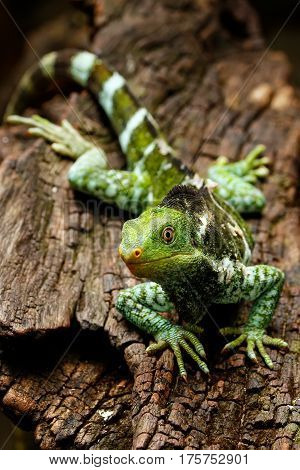 Fijian Crested Iguana (brachylophus Vitiensis) On Viti Levu Island, Fiji