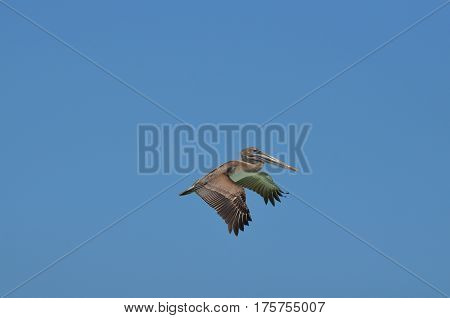 Pelican wings flapping in flight against a clear blue sky.