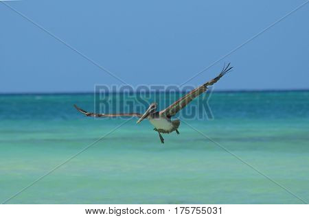 Pelican with his wings extended in flight over the water.