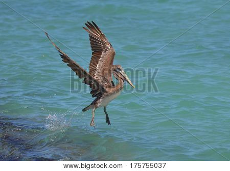 Gorgeous pelican with his wings extended as he lands in tropical waters.