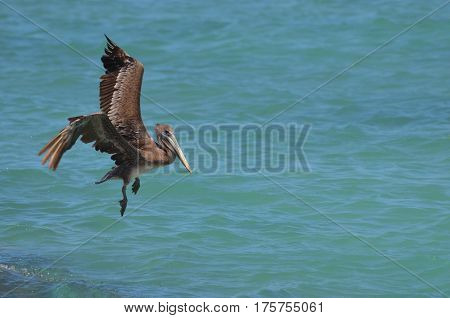 Pelican considering a landing in the tropical waters off Aruba.