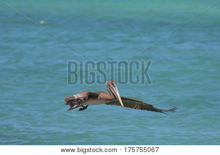 Gray pelican flying over the waters of Aruba.