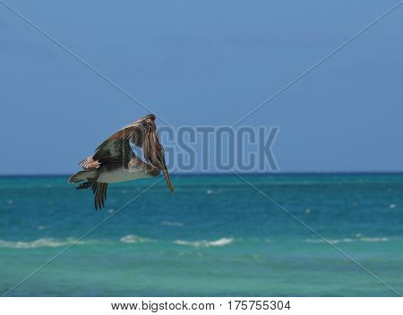 Grey pelican flapping his wing sin flight off the island of Aruba.