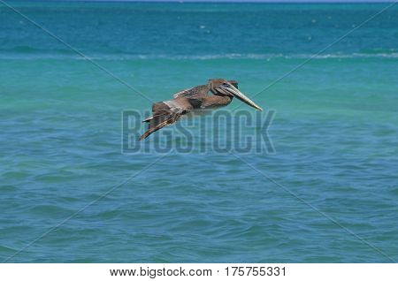 Gorgeous pelican with his wings extended in flight off the island of Aruba.