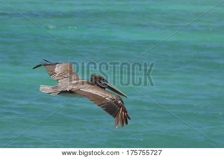 Pelican with his wings extended in flight over the tropical waters of Aruba.