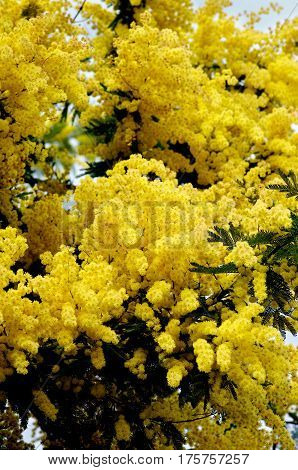 Beauty Yellow Lush Foliage Flowering Mimosa closeup Outdoors. Selective Focus