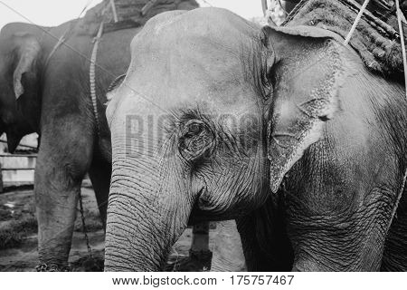 Black and white photo of tours elephant in elephant camp. signature animal of Thailand.