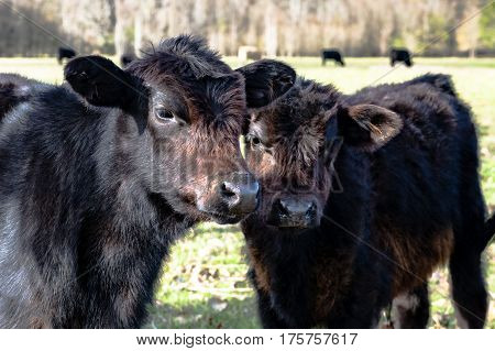 Two black Angus crossbred calves with cattle in the background
