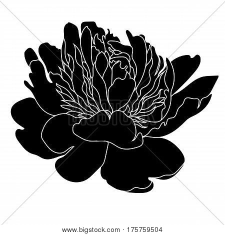 Graphical black flower illustration. black flower, contour flower, bloom flower, decorative flower, isolate flower, blossom flower, monochrome flower. Vector.