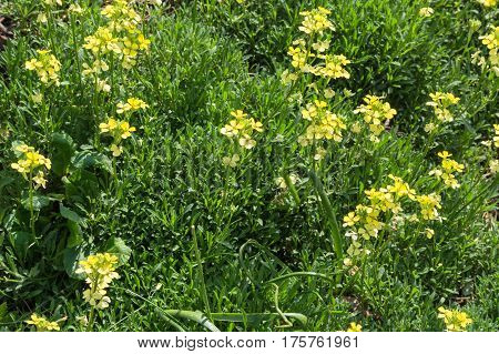 Buttercup flower buttercup Ranunculus acris in a meadow on a summer day.