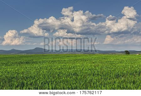 Green Wheatfield