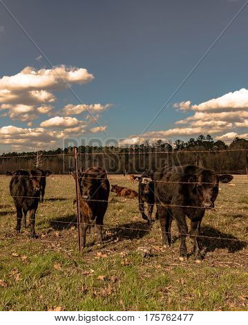 Angus crossbred calves standing behind a barbed wire fence in vertical format