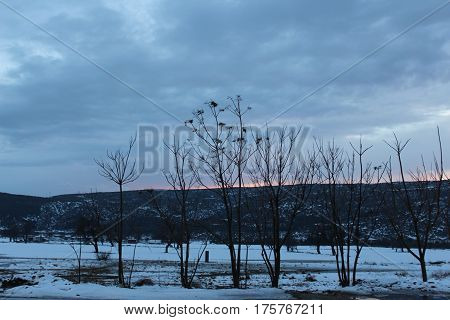 Dry tree in the snow and when the sun  goes down