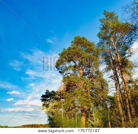 Tall old trees i mixed deciduous-coniferous forest with birch pine blooming lilacs in the foreground, Irpen, Ukraine. The edge of the forest in the evening sun.