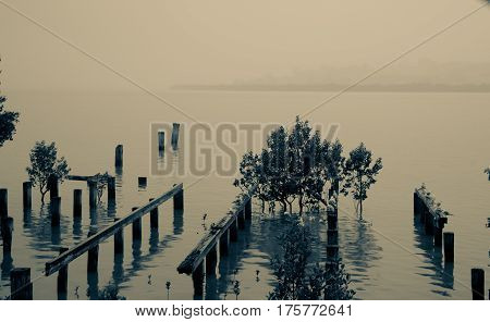 Split toned image old jetty remains and mangroves on edge of Kohukohu Harbour on dull misty day, Northland New Zealand
