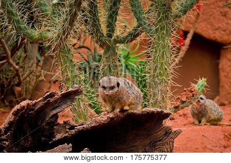 Meerkat (suricata Suricatta) In Zoo