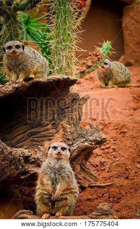 Meerkat (suricata Suricatta) In Zoo