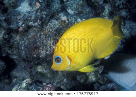 A Lemonpeel Angelfish, Centropyge flavissima swims on a coral reef at the Kwajalein Atoll in the Pacific