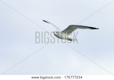 Ring-billed Gull in flight wings high scanning surroundings