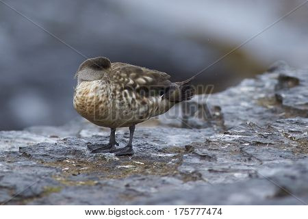 Crested Duck (Lophonetta specularioides specularioides) standing on the cliffs of Bleaker Island in the Falkland Islands.