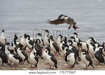 Imperial Shag (Phalacrocorax atriceps albiventer) coming into land among a large group of birds on the coast of Bleaker Island on the Falkland Islands