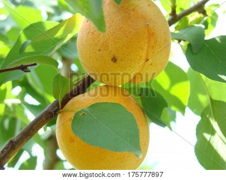 apricot ripe fruit growing on the tree closeup