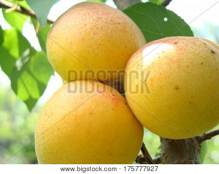 apricot ripe fruit growing on the tree closeup