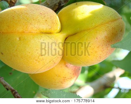 apricot ripe fruit growing on the tree closeup