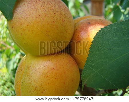 apricot ripe fruit growing on the tree closeup