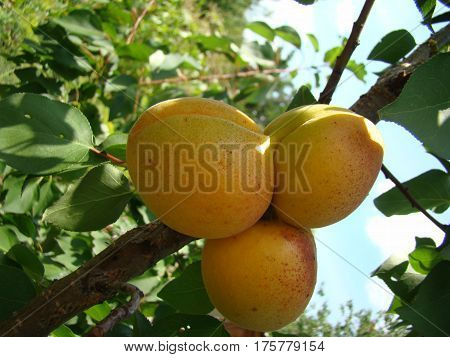 apricot ripe fruit growing on the tree closeup