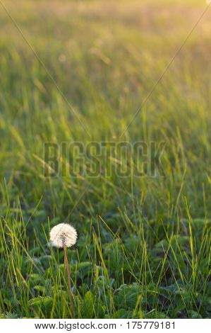 Fluffy white dandelion among the grass on a sunlit meadow