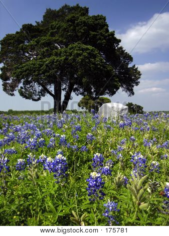 Bluebonnets na hřbitově