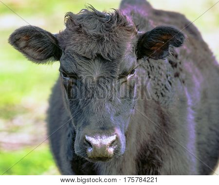 Close up of a black crossbred beef cow heifer
